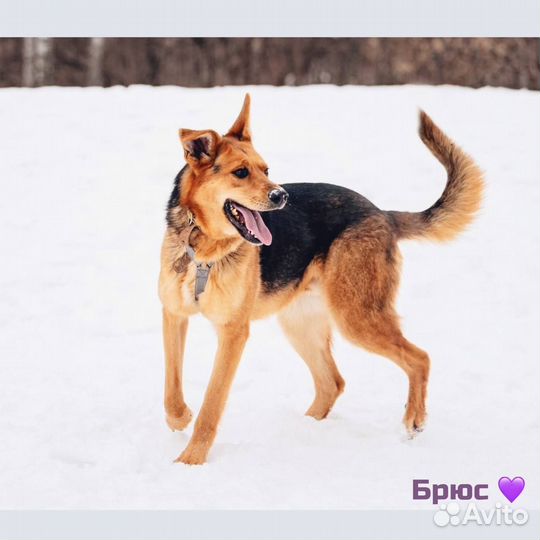 Шикарный пес в добрые руки