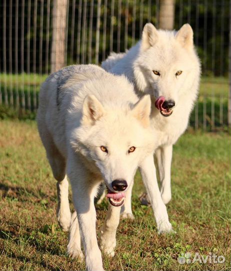 Огромные волкособы в арктическом типе