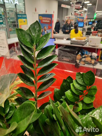 Замиокулькас