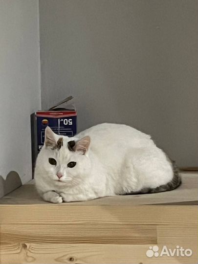 Отдам кошечку