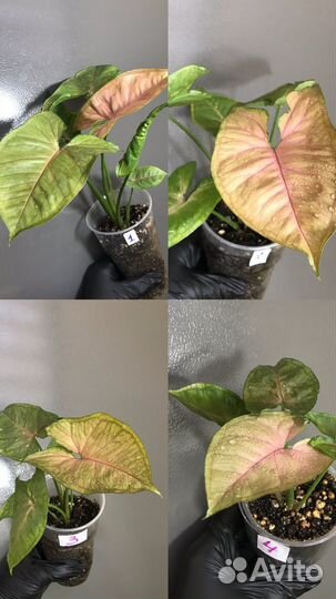 Сингониум 7 видов