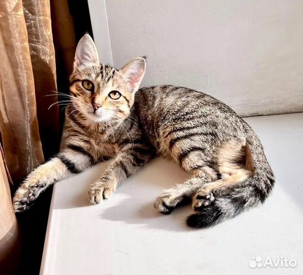 Василиска (3 мес.) с шикарными кисточками на ушах