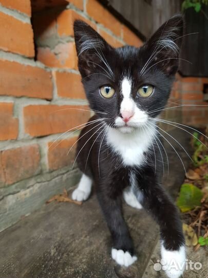 Котятки в добрые руки