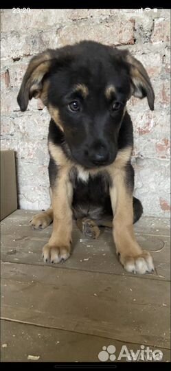 Щенок