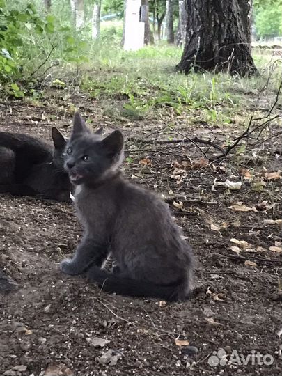 Котёнок