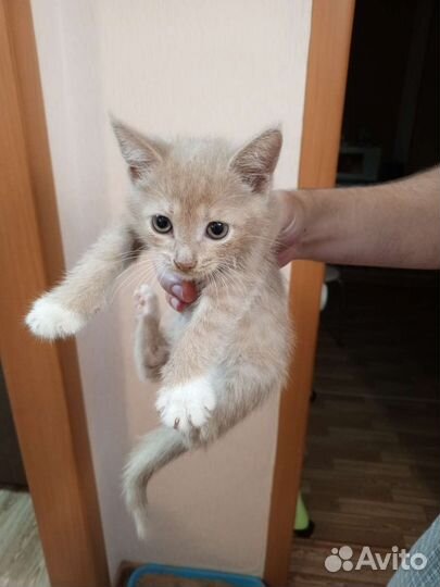 Рыжий котенок