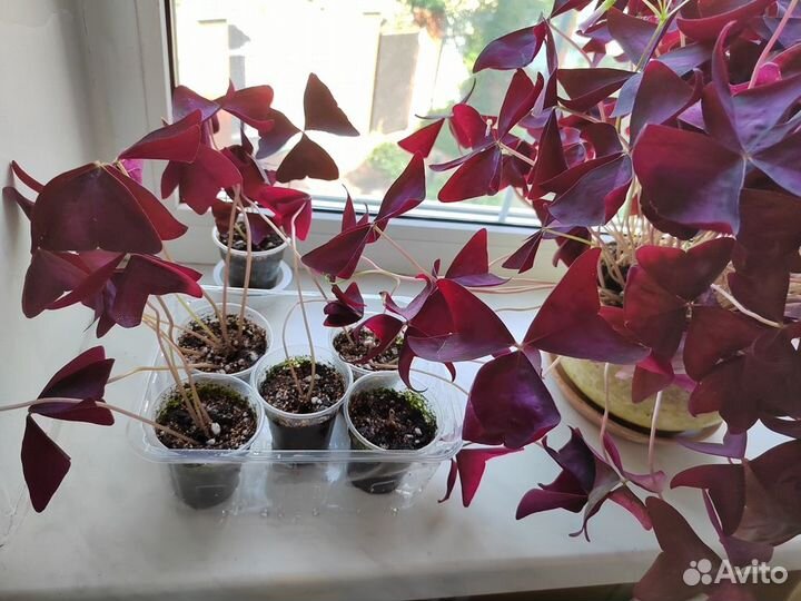 Кислица Регнелла (Oxalis)