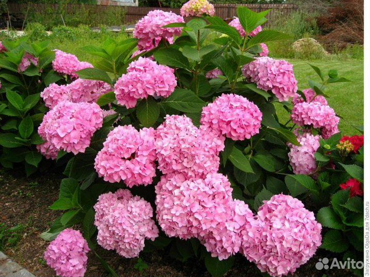 Гортензия крупнолистная саженцы