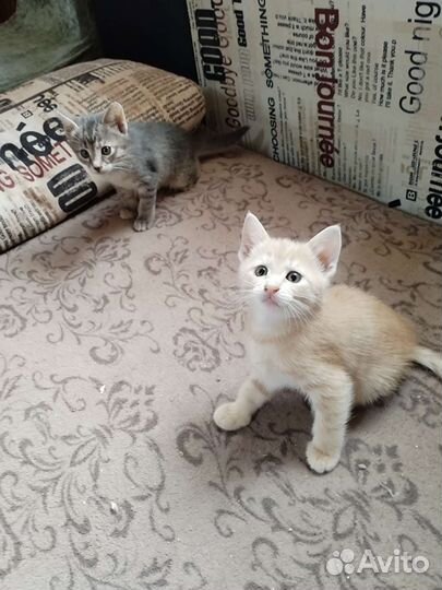 Котенок с доставкой, в добрые руки