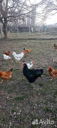 Домашние куриные яйца