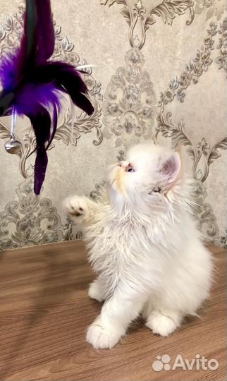 Персидские котята
