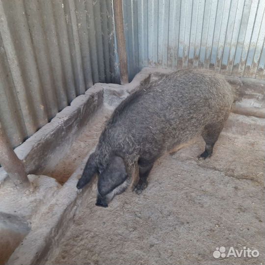 Венгерскся мангалица