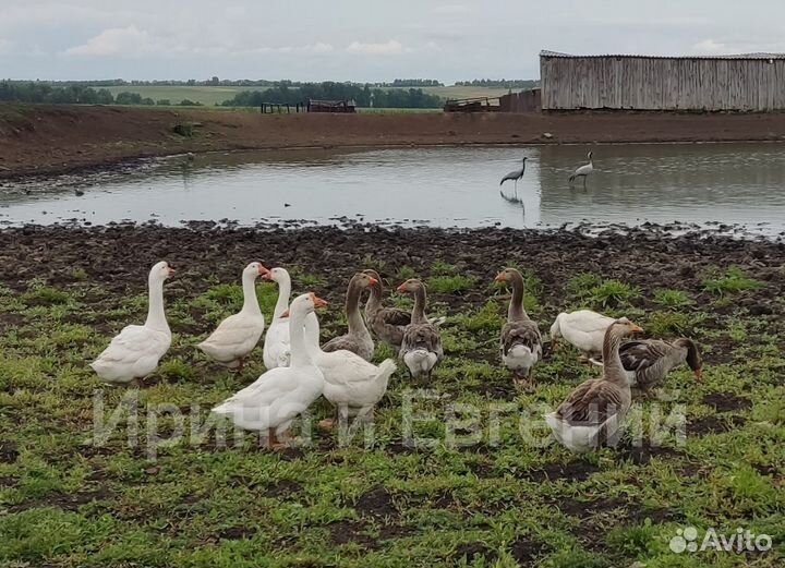Гуси крупный серый и линда