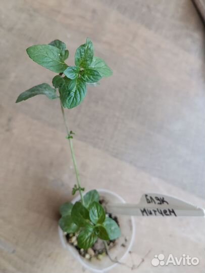 Мята апельсиновая, шоколадная, грейпфрут и др