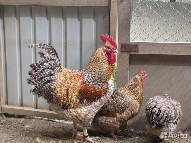 Цыплята билефельдер, инкубационное яйцо