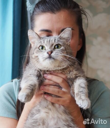 Идеальная кошка-компаньон Лиза в добрые руки