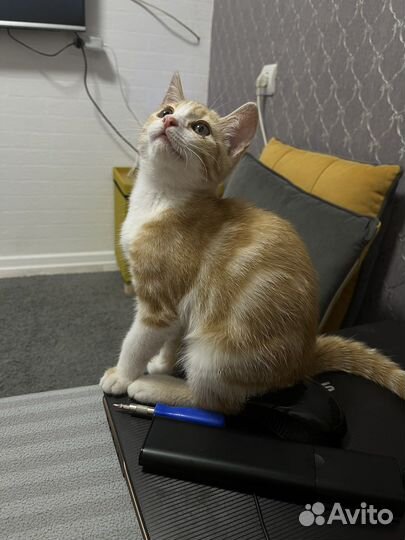Рыжий котенок в дар
