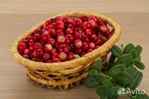 Брусника свежая