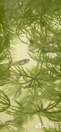 Мальки гуппи