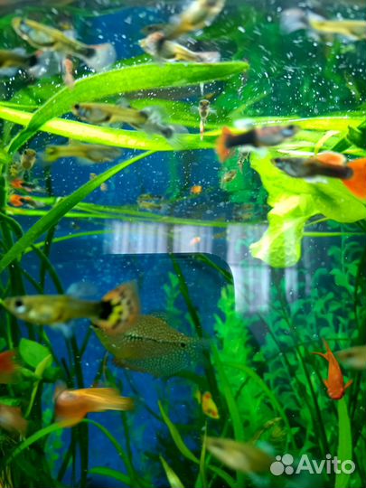 Аквариумные рыбки