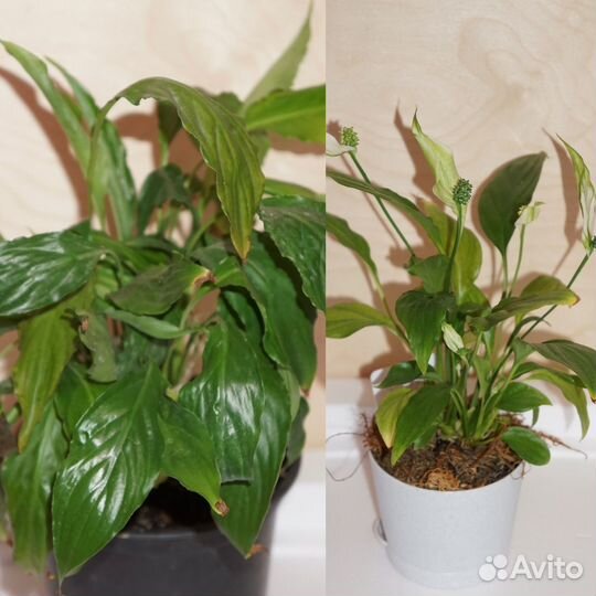 Домашние цветы побеги бесплатно