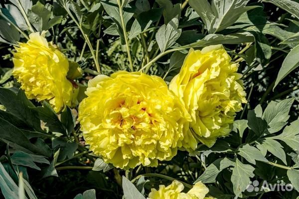 Жёлтые пионы саженцы