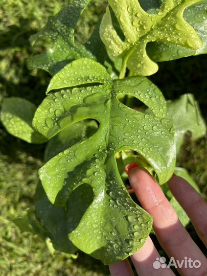 Фикусы монстеры пеперомии