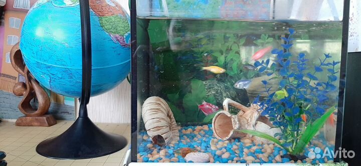 Аквариум-куб 23л с рыбками и всем необходимым дети