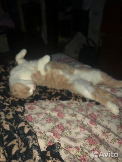 Кошка в добрые руки