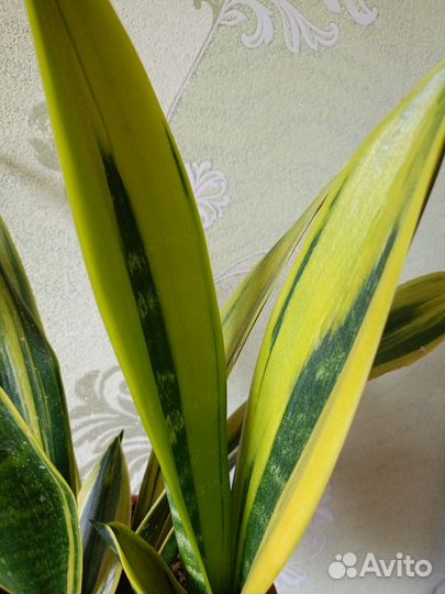 Сансевиерия сортовая