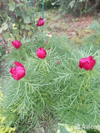 Саженцы многолетних цветов