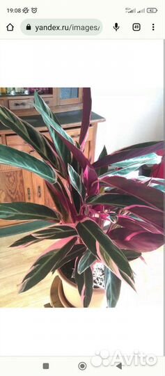 Строманта триколор