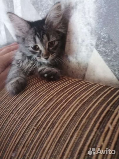 Котята бесплатно