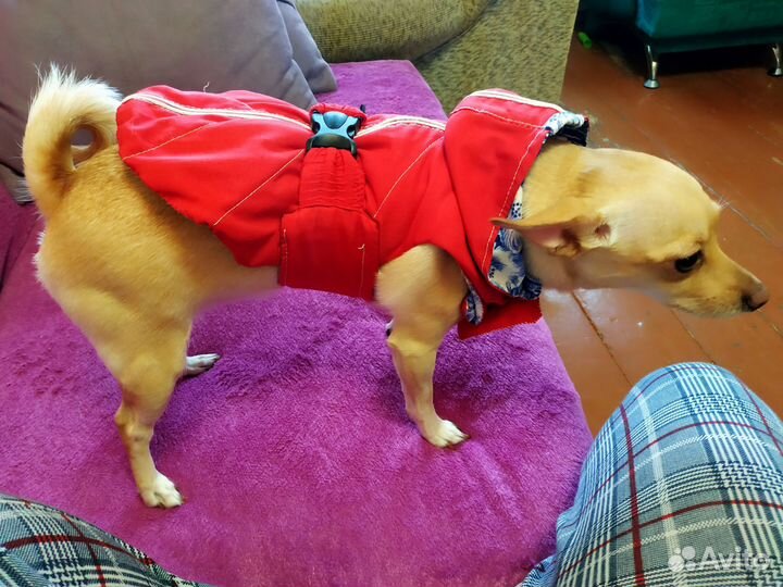 Одежда для маленьких собак