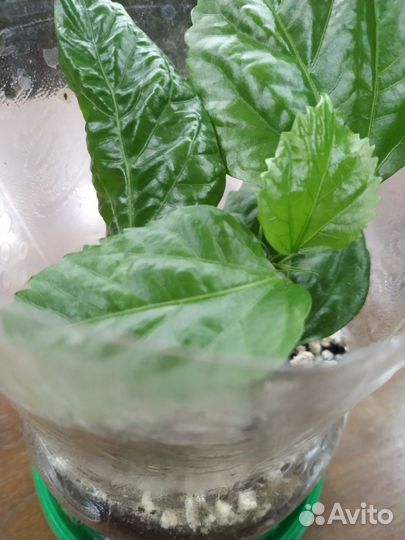 Гибискус китайская роза махровая