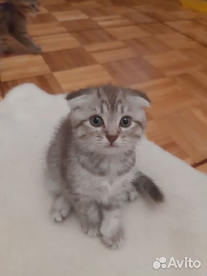 Британские котята