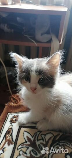 Кошки бесплатно