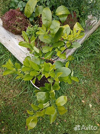 Комнатные растения