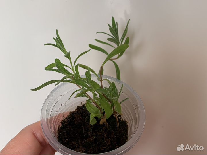 Розмарин, чебрец (тимьян),лаванда в горшке