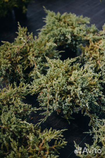 Можевельник