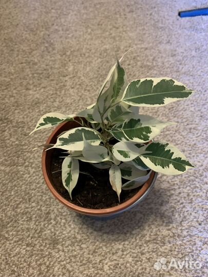 Фикус бенджамина Де гантель