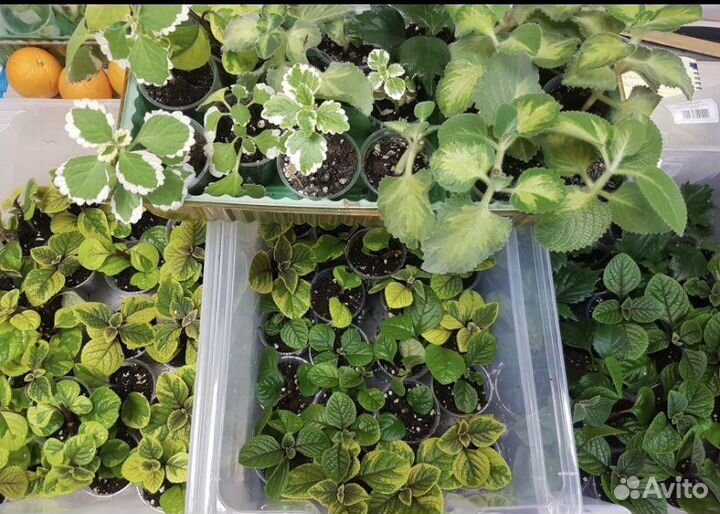 Плектрантусы