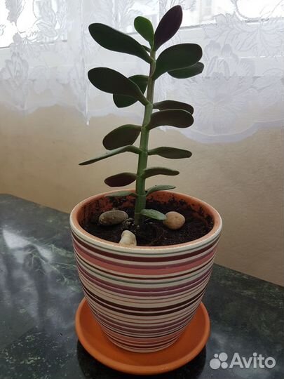 Денежное дерево красивый горшок подставка, Дагомыс