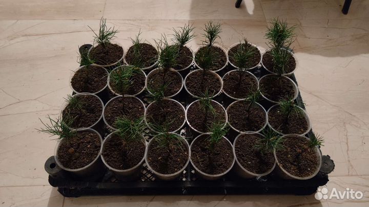 Кедр сибирский вегетир, сосна кедровая сиб 3-летка