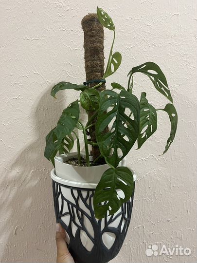 Монстера манки маск взрослая