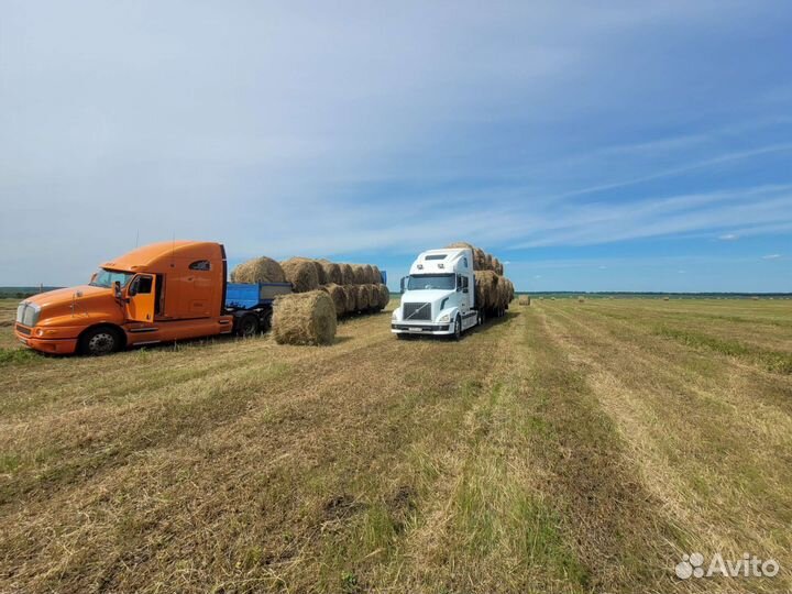 Сено в тюках