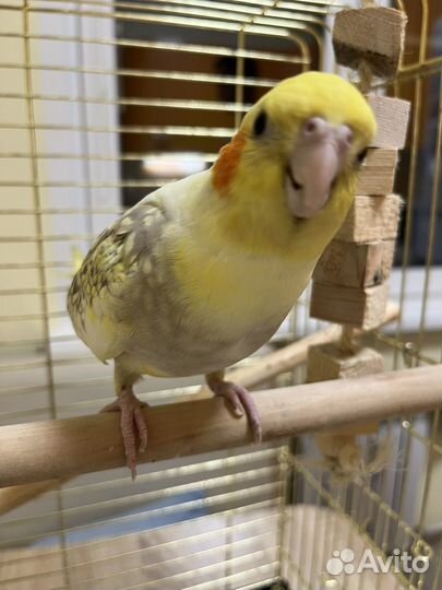 Попугай корелла мальчик