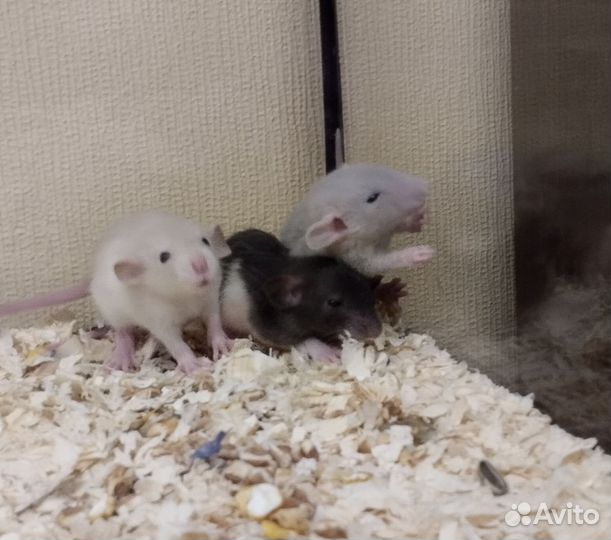 Крысы.крысята.Крыски Дамбо/Клетки