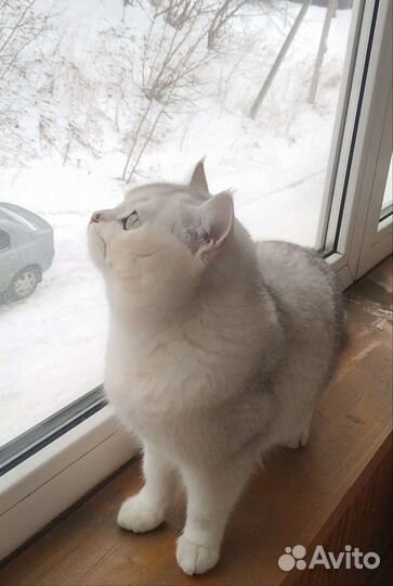Кот британец (Вязка)