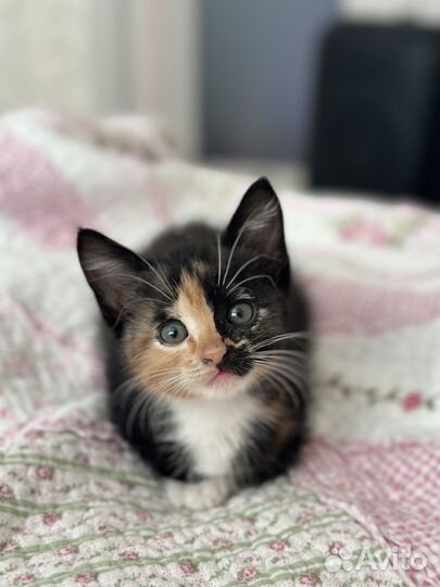 Котята в добрые руки 1 месяц